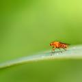 fruit fly 7365525