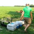 Released ibis in Italy