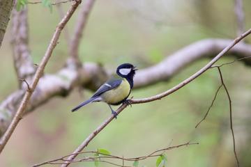 great tit singing