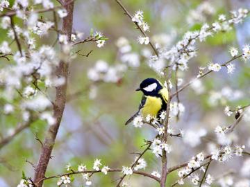 Great tit