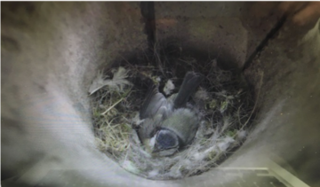 Blue tit nest