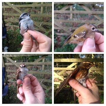 ringing demonstration