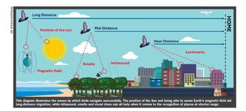 Portugal navigation infographic