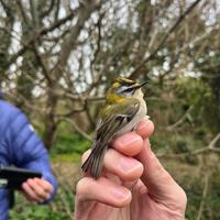 Firecrest