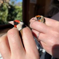 Comparing goldfinches