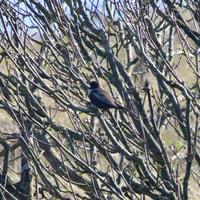 Ring ouzel