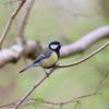 great tit singing