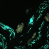 Image of GFP tagged sperm